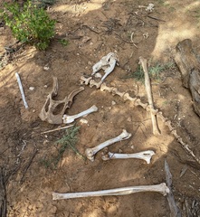 Macropus fuliginosus