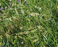 Astragalus melilotoides