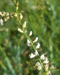 Astragalus melilotoides