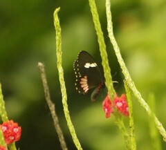 Parides iphidamas