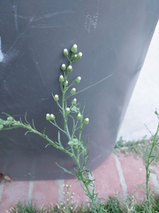 Erigeron canadensis