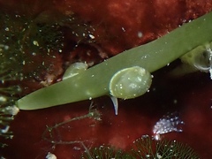 Volvatella bermudae