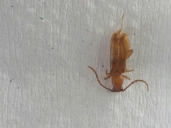 Smodicum cucujiforme