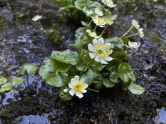 Caltha biflora