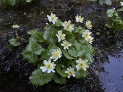 Caltha biflora