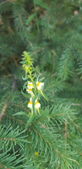 Linaria buriatica