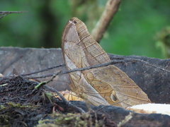Eryphanis lycomedon