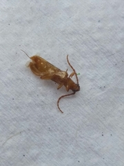 Smodicum cucujiforme