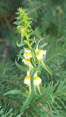 Linaria buriatica