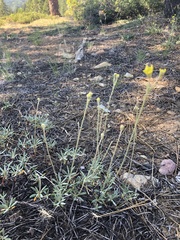 Eriogonum congdonii