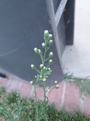 Erigeron canadensis