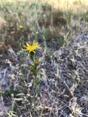 Pyrrocoma racemosa pinetorum
