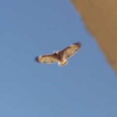 Geranoaetus polyosoma