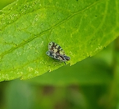 Bothriocera cognita
