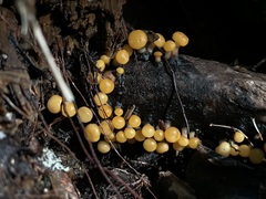 Vibrissea truncorum