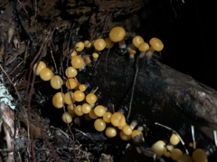 Vibrissea truncorum