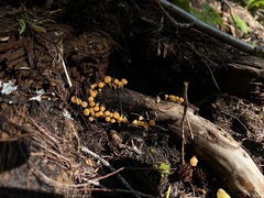 Vibrissea truncorum