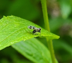 Bothriocera cognita