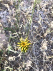 Pyrrocoma racemosa pinetorum