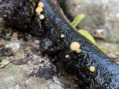 Vibrissea truncorum