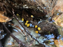 Vibrissea truncorum