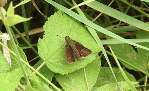 Dun Skipper, Minnesota, US, photo 10 of 10