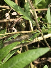 Ognevia longipennis