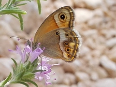 Coenonympha dorus