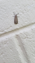 Pygarctia murina