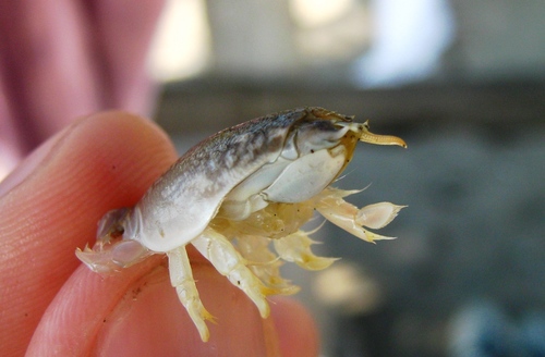 Emerita rathbunae