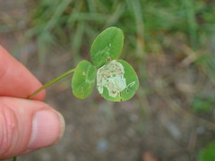 Liriomyza fricki