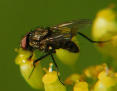 Muscoidea