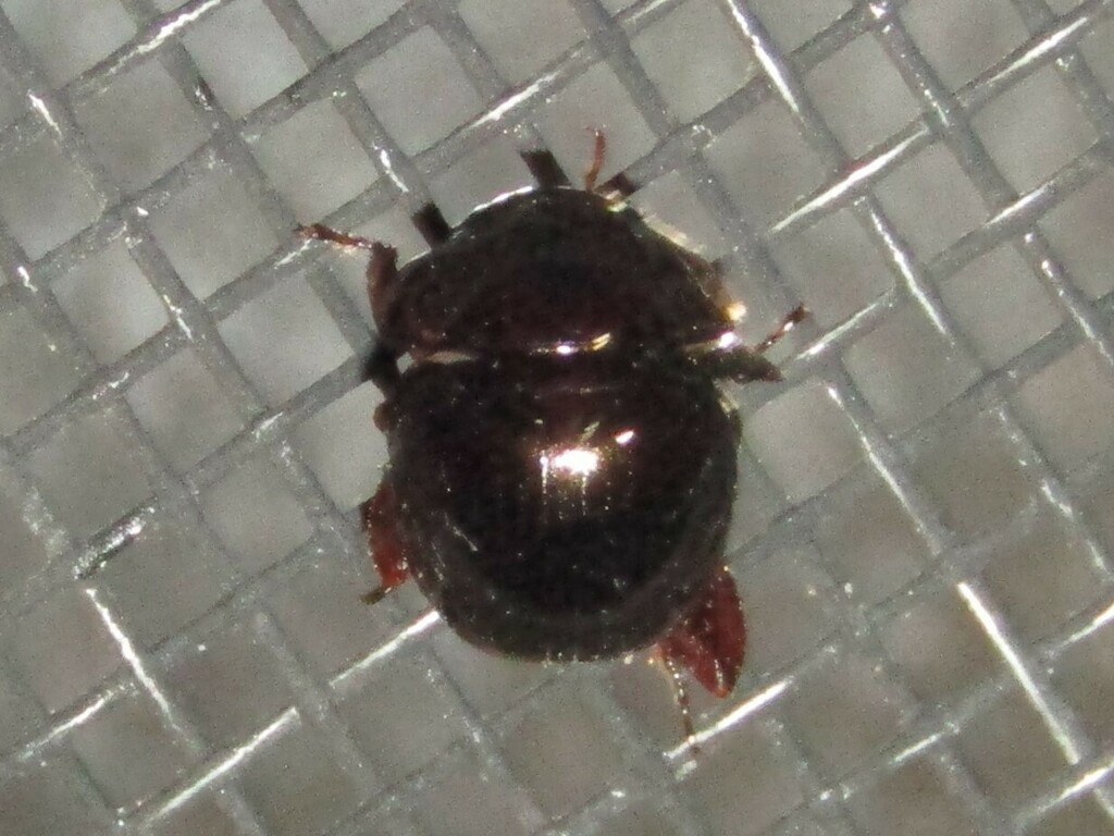 Shining Ball Scarab Beetle