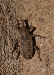 Listronotus