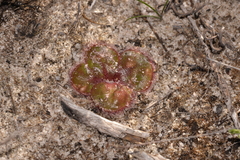Drosera magna