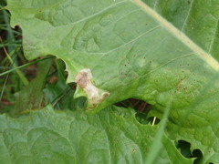 Liriomyza taraxaci