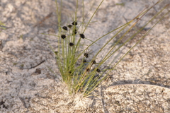 Schoenus curvifolius