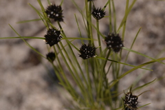 Schoenus curvifolius