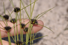 Schoenus curvifolius