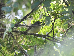 Phylloscartes ventralis