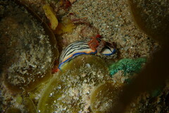 Hypselodoris maritima