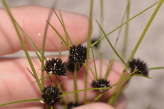 Schoenus curvifolius