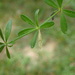 Liriomyza galiivora - Photo (c) Julia Blyth, algunos derechos reservados (CC BY-NC), uploaded by Julia Blyth