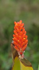 Aechmea comata