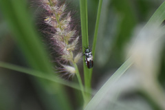 Agrilus rubrovittatus