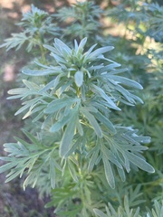 Artemisia vulgaris vulgaris