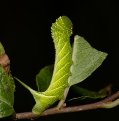 Paonias excaecata