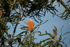 Banksia prionotes