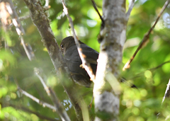 Turdus serranus