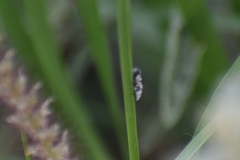 Agrilus rubrovittatus